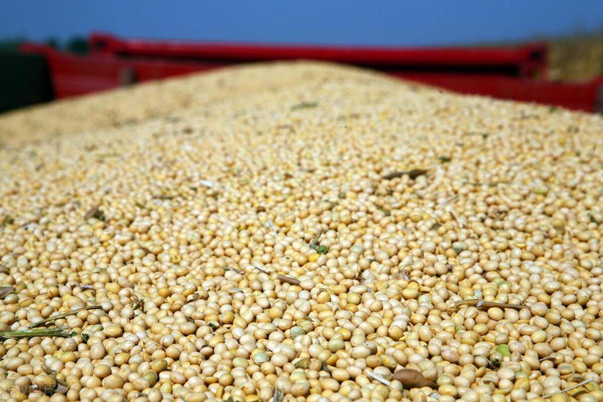 年后玉米、小麦都开涨了，大豆啥行情？能涨不