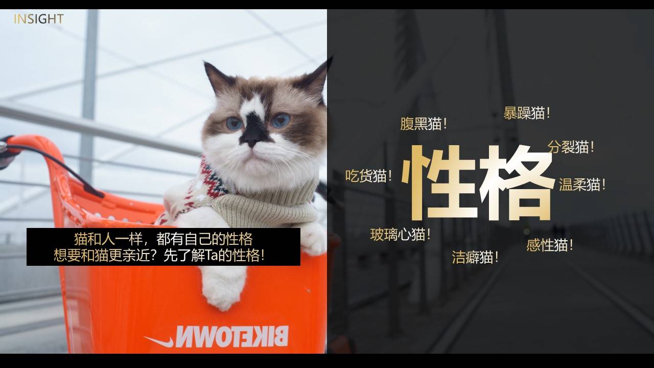 希宝猫粮超级品类日创意营销方案（附下载）