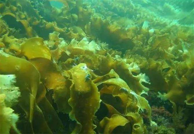 海带是海里面生长的吗？它是飘在海上还是长在海底？