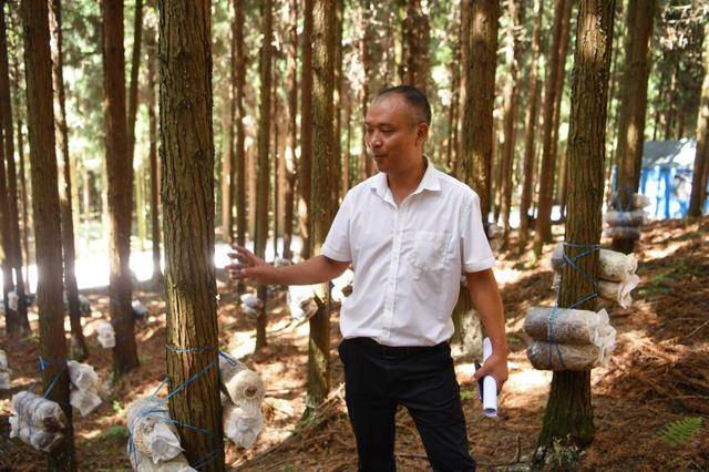 深耕林下宝 息烽国有林场探索林下经济发展新模式