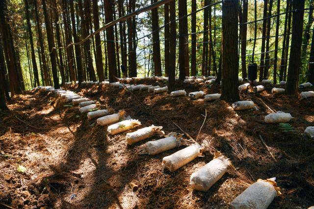 深耕林下宝 息烽国有林场探索林下经济发展新模式